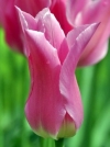 Тюльпан лилиецветный Pretty Love (Притти Лав) - Image2