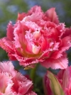 Тюльпан махровий бахромчастий Crispion Sweet (Кріпсон Світ) - Image1