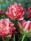 Тюльпан махровий бахромчастий Crispion Sweet (Кріпсон Світ) - Image2