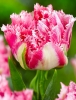 Тюльпан махровий бахромчастий Crispion Sweet (Кріпсон Світ)