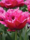 Тюльпан махровый бахромчатый Mascotte (Маскотт) - Image1