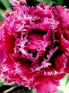 Тюльпан махровый бахромчатый Mascotte (Маскотт) - Image2