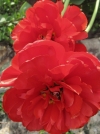 Тюльпан махровый поздний Miranda (Миранда) - Image1