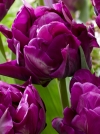 Тюльпан махровий пізній Purple Peony (Пепл Піоні) - Image1