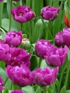 Тюльпан махровый поздний Purple Peony (Пепл Пиони) - Image2