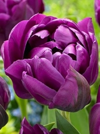 Тюльпан махровий пізній Purple Peony (Пепл Піоні)
