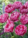 Тюльпаны махровый поздний Wedding Gift (Видин Гифт) - Image1
