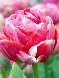 Тюльпаны махровый поздний Wedding Gift (Видин Гифт)