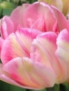 Тюльпан махровий ранній Peach Blossom (Пінк Блосом)