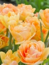 Тюльпан махровий багатоквітковий Charming Lady (Чармінг Леді) - Image1