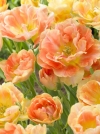 Тюльпан махровий багатоквітковий Charming Lady (Чармінг Леді) - Image2