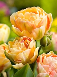 Тюльпан махровий багатоквітковий Charming Lady (Чармінг Леді)