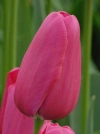 Тюльпан простой поздний Grand Style (Гранд Стайл) - Image1