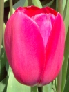 Тюльпан простой поздний Grand Style (Гранд Стайл) - Image2
