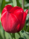 Тюльпан простий пізній Sky High Scarlet (Скай Хай Скарлет) - Image1