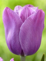 Тюльпан простий пізній Violet Beauty (Вайлет Бюті)