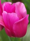 Тюльпан Тріумф Lilac Cup (Лілік Кап) - Image2