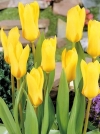 Тюльпан Фостера Yellow Empress (Еллоу Эмпресс) - Image1