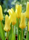 Тюльпан Фостера Yellow Empress (Еллоу Эмпресс) - Image2