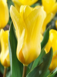 Тюльпан Фостера Yellow Empress (Еллоу Эмпресс)