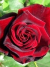 Роза почвопокровная Claret Pixie (Кларет Пикси) - Image1