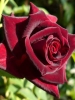 Роза почвопокровная Claret Pixie (Кларет Пикси)