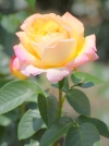 Роза чайно-гибридная Gloria Dei (Глория Дей) - Image1