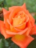 Роза чайно-гибридная Louise de Funes (Луи де Фюнес)