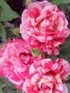 Роза чайно-гибридная Papageno (Папагено) - Image1