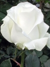 Роза чайно-гибридная Tineke (Тинеке) - Image1