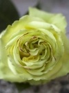 Роза чайно-гибридная Wimbledon (Уимблдон) - Image1
