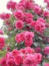 Роза плетистая Pink Beauty (Пинк Бьюти) - Image1