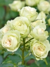 Роза флорибунда Lovely Green (Лавли Грин) - Image1