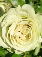 Роза флорибунда Lovely Green (Лавли Грин)