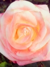 Роза чайно-гибридная Belle Perle (Белла Перл) - Image1