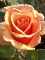 Роза чайно-гибридная Paco Rabanne (Пако Раббан)