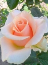 Роза чайно-гибридная Prima Donna (Примадонна) - Image1