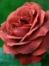 Роза чайно-гибридная Terracotta (Терракота) - Image1