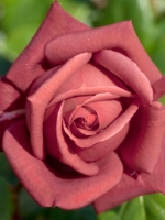 Роза чайно-гибридная Terracotta (Терракота)