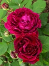 Роза шраб Alfred Colomb (Альфред Коломб) - Image1