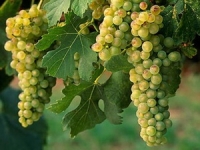 Вредители и болезни винограда и способы их лечения