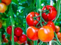 Вредители и болезни томата и способы их лечения