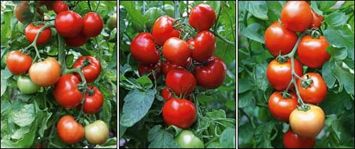 Требования томатов к почве